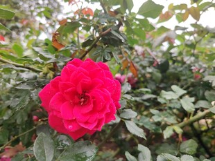 娇艳红玫瑰绽放于绿叶间