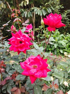 娇艳欲滴的盛开红玫瑰