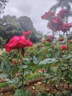 雨中娇艳红玫瑰绽放