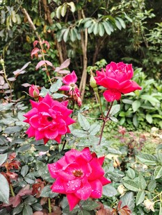 娇艳红玫瑰绽放于绿植间