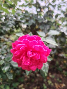 娇艳红玫瑰绽放于绿叶间