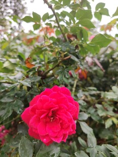 娇艳红玫瑰绽放绿叶间