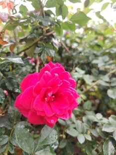 娇艳红玫瑰绽放绿叶间