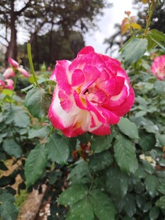 娇艳双色月季花