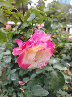 娇艳双色月季花盛放