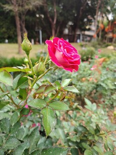 娇艳红玫瑰绽放于花丛