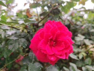 娇艳红玫瑰绽放绿叶间