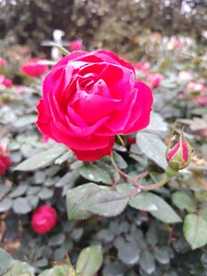 娇艳红玫瑰绽放绿叶间