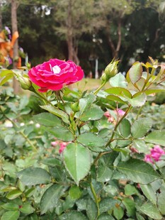 娇艳红玫瑰绽放绿叶间