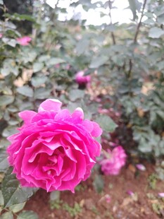 娇艳粉色月季花绽放