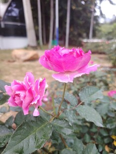 娇艳绽放的两朵粉色玫瑰