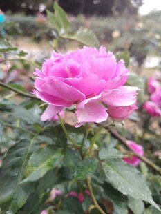 娇艳粉色月季花