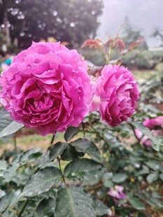 娇艳欲滴的粉色玫瑰花