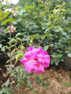 娇艳盛开的单朵粉色蔷薇