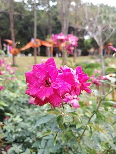 娇艳玫红花朵绽放花园