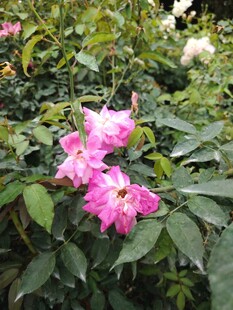 娇艳粉色蔷薇绽放