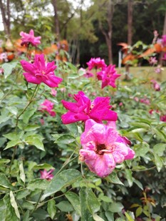 娇艳绽放的多彩花卉