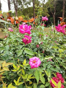 娇艳牡丹绽放于绿叶间