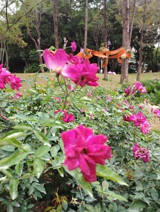 娇艳牡丹盛开于林间