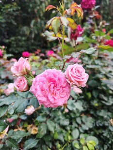 娇艳盛放的多彩玫瑰花丛