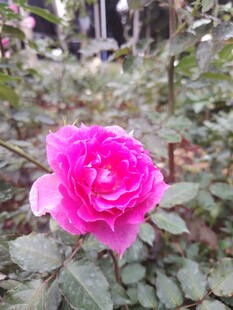 娇艳粉色月季花绽放