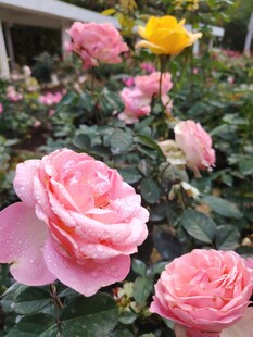 娇艳粉色玫瑰盛开花丛中