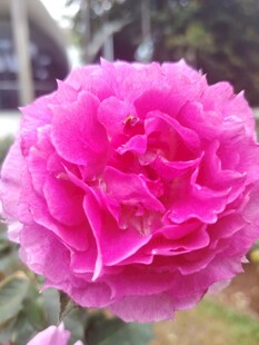 娇艳粉色月季花绽放