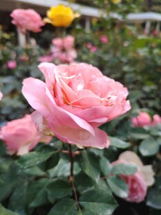 娇艳绽放的粉色玫瑰花