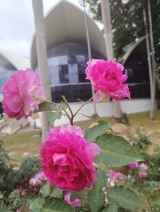 娇艳玫瑰绽放于建筑前