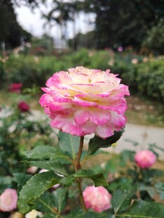 娇艳双色月季花绽放