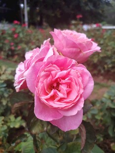 娇艳粉色月季花绽放