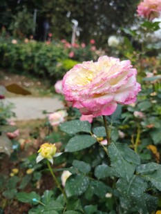 娇艳双色月季花绽放