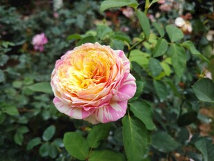 娇艳双色月季花绽放