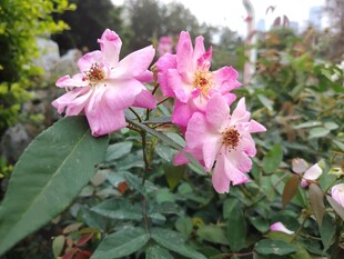 娇艳粉色月季花绽放