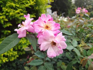 娇艳粉色月季花绽放