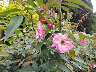 娇艳木槿花绽放