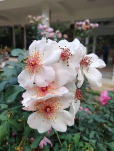 娇艳白蔷薇绽放