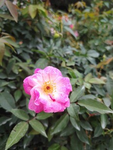 娇艳粉色蔷薇花