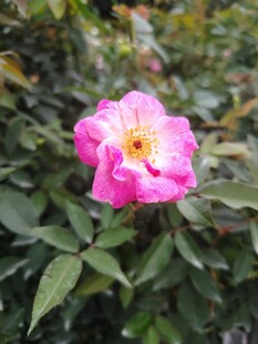 娇艳欲滴的粉色月季花