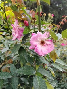 娇艳蔷薇绽放绿叶间