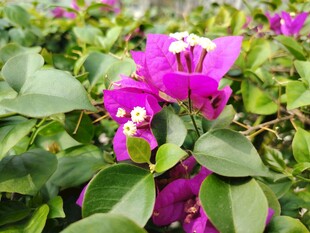 娇艳三角梅绽放