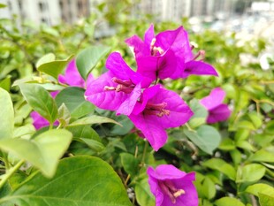 娇艳三角梅绽放绿叶间