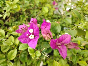 娇艳三角梅绽放绿叶间