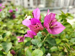 娇艳三角梅绽放绿叶间