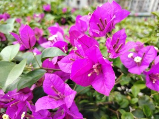 艳丽三角梅绽放