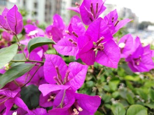 艳丽三角梅绽放