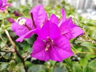 娇艳三角梅绽放