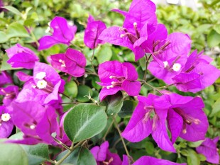 艳丽三角梅绽放