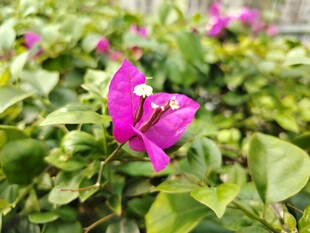 娇艳三角梅绽放绿意间