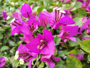 艳丽三角梅绽放